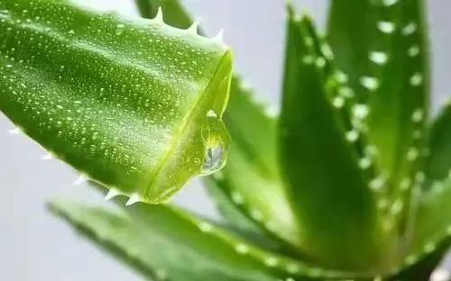 便秘|多吃蔬菜——到底是吃多少蔬菜？