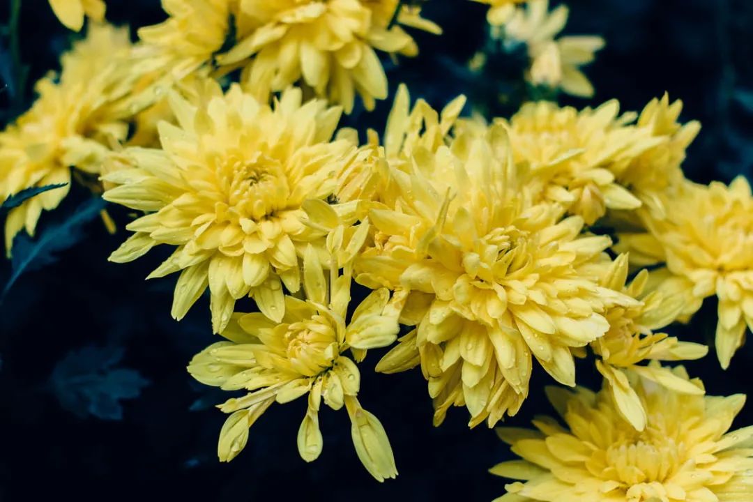 健康食材——菊花、牛奶