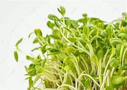 春日必吃 3 种芽菜！肠道拖把 + 肝脏守护神，让你一顺到底