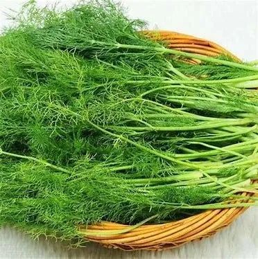 茴香：流感季的 “天然杀菌卫士”，一菜多能护全家