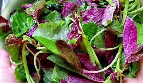 《四月黄金菜：叶酸含量超黄瓜46倍 50岁后必吃的护心佳品》