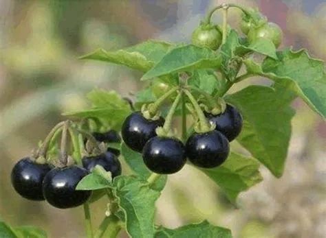 很多人从小吃到大，却不知它能抗肿瘤，嫩叶是极品野菜